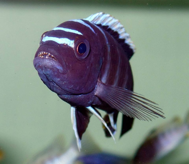 Cynotilapia zebroides 'Ndonga (Deep)'